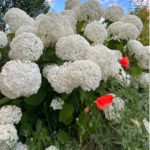 hortensia's in bloei