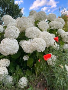 hortensia's in bloei 