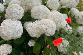 hortensia's in bloei